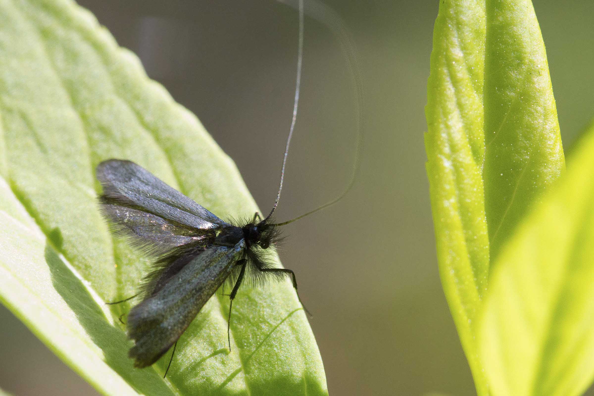 Riconoscimento - Adelidae